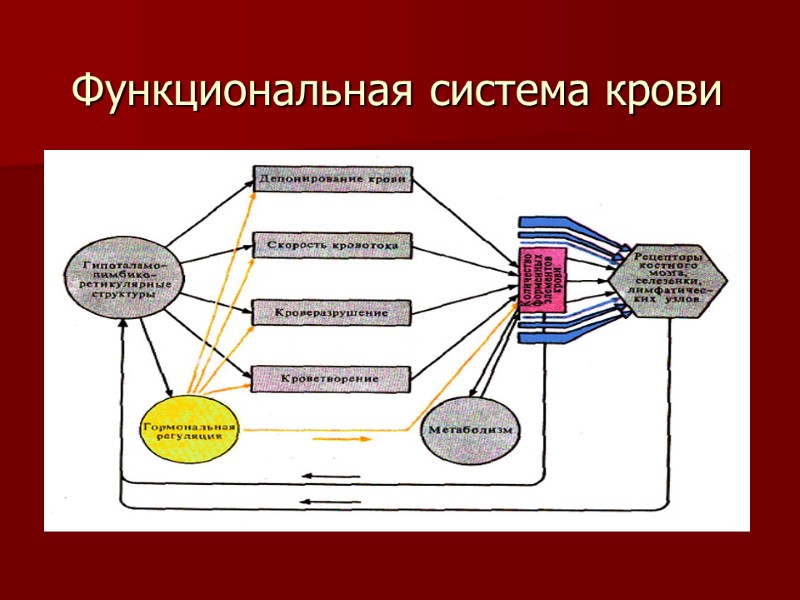 Функциональная система крови